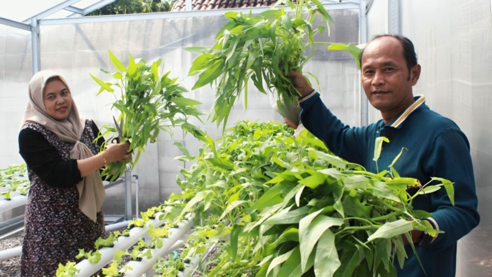 FEBI UIN Surakarta melakasnakan panen raya perdana program Urban Farming menggunakan metode hidroponik